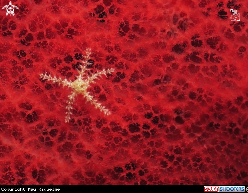 A Sea Star on Red Sponge