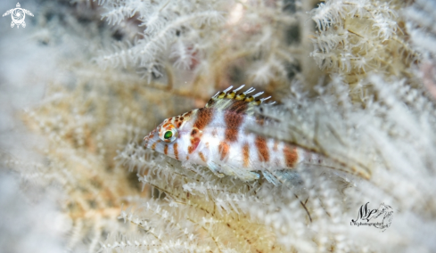 A Cirrhitichthys falco | Dwarf hawkfish