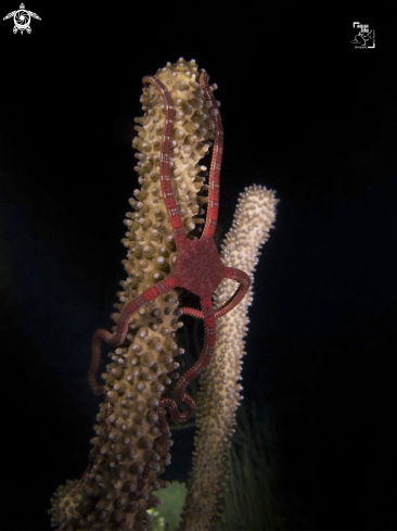 A Brittle Star