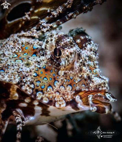 A Kuiters Dragonet