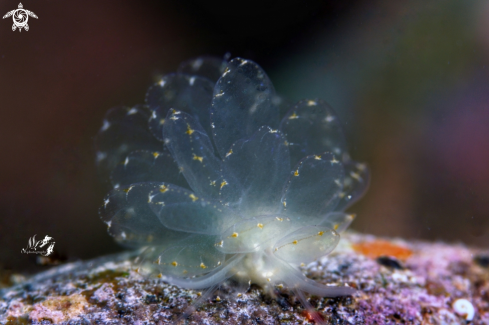 A Cyerce sp. | Butterfly nudibranch 