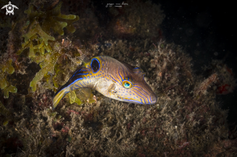 A Canthigaster rostrata | Sharpnose puffer 