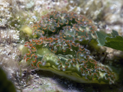 A Lettuce Sea Slug