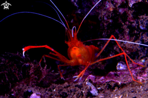 A stenopus spinosus CLASSE crostacei  FAMIGLIA stenopodidi | 