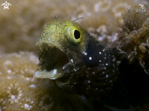 A Spinyhead Blenny