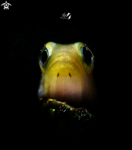 A Opistognathus aurifrons  | Yellowhead Jawfish 