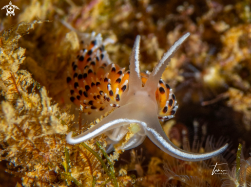 A Caloria elegans