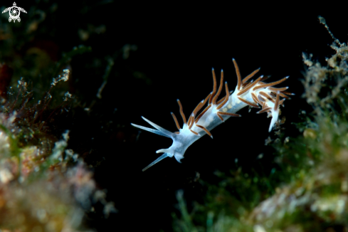 A Paraflabellina gabinierei | Paraflabellina gabinierei nudibranch