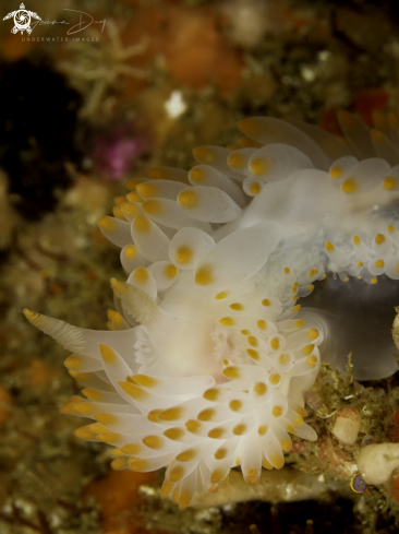 A Gasflame nudibranch