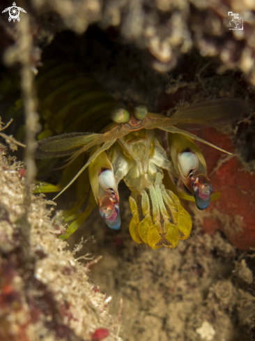 A Dark Mantis Shrimp
