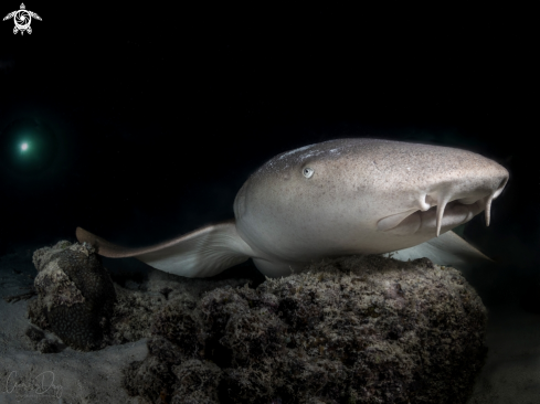 A Nebrius ferrugineus | Nurse Shark