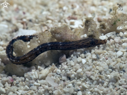 A Crested Pipefish