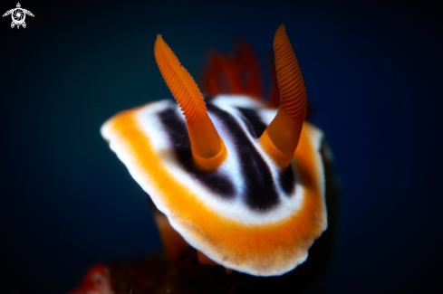 A Chromodoris magnifica | NUDIBRANCH