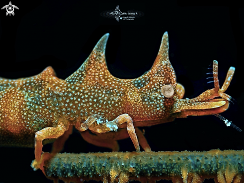 A Miropandalus hardingi (Bruce, 1983) | Dragon Shrimp 