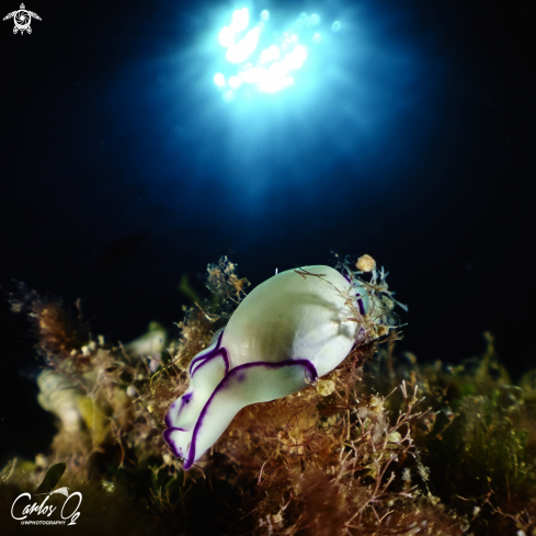 A Nudibranch