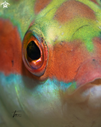 A Mediterranean Rainbow Wrasse