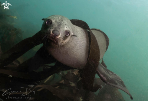 A Cape Fur Seal