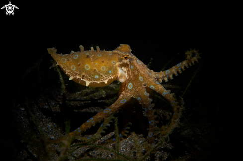 A Hapalochlaena lunulata | OCTOPUS