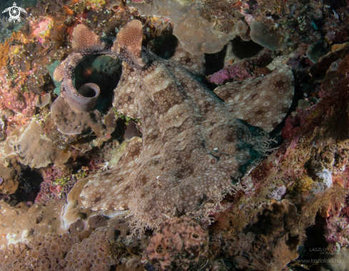 A Wobbegong shark