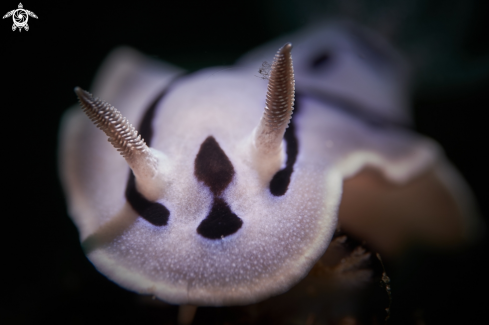 A Chromodoris willani | NUDIBRANCH