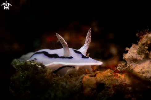 A Chromodoris willani | NUDIBRANCH