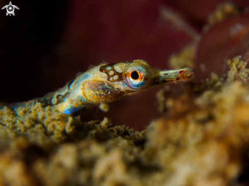 A Banded pipefish