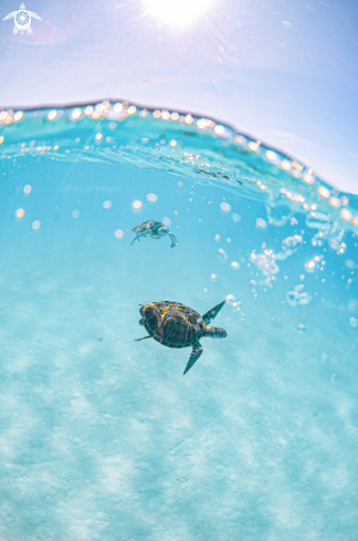 A Green sea turtle