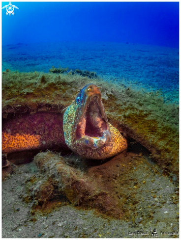 A mediterranean moray