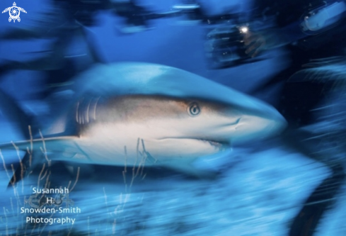 A Caribbean reef shark