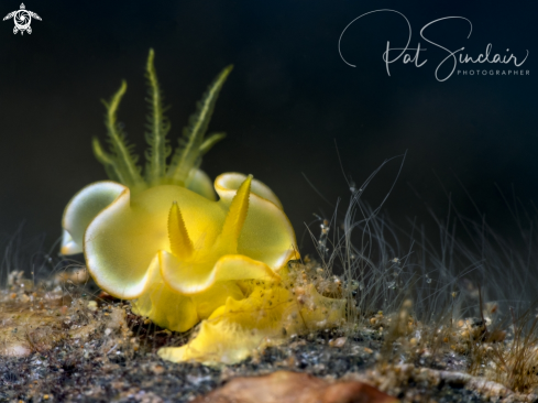 A nudibranch, yellow, pretty!