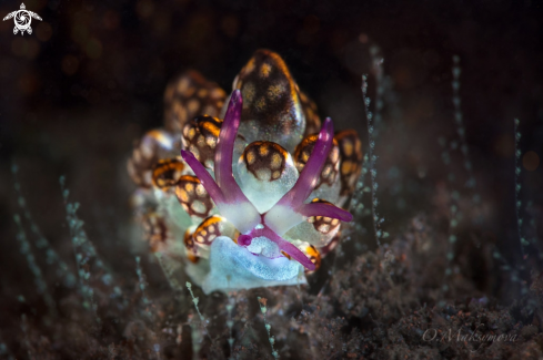 A Kikutaro’s Butterfly Slug (Cyerce kikutarobabai)