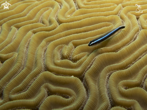 A Caribbean Neon Goby