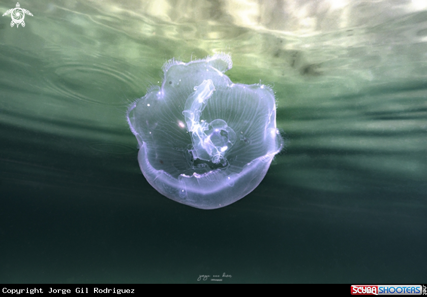 A Moon jellyfish