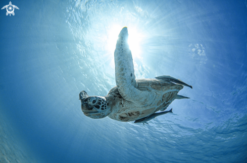 A Green Turtle