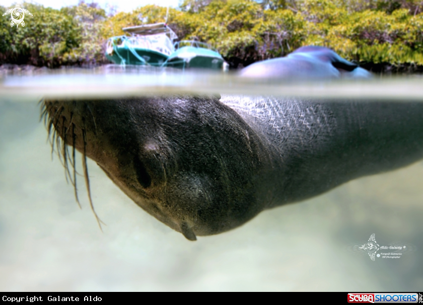 A Galapagos Sea Lion