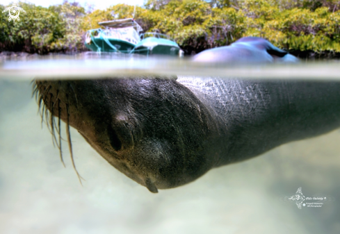 A  Zalophus wollebaeki (Sivertsen, 1953) | Galapagos Sea Lion