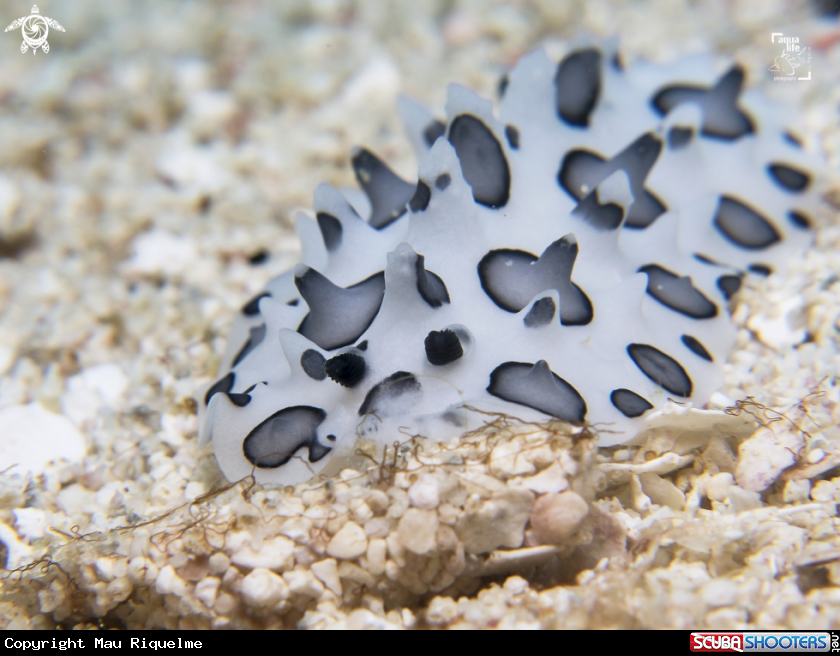 A Black Spotted Nudibranch