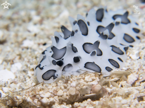 A Black Spotted Nudibranch