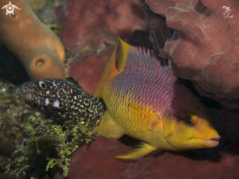 A Spotted Moray and Spanish Hogfish
