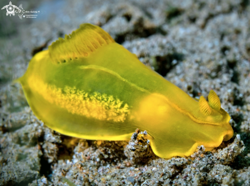 A Gymnodoris Nudibranch