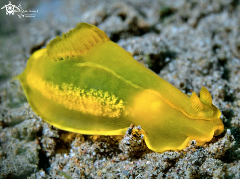 A Gymnodoris subflava (Baba, 1949)  | Gymnodoris Nudibranch