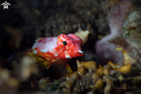 A Juvenil Moyer's dragonet (Synchiropus moyeri)