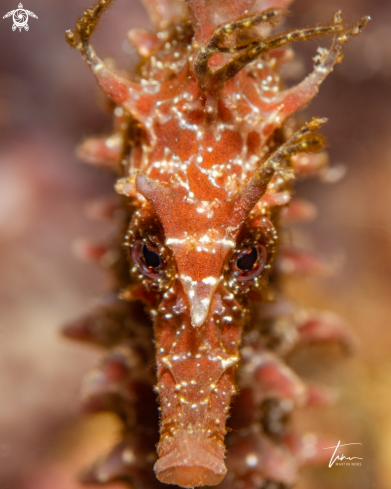 A Seahorse