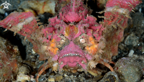 A devil scorpionfish