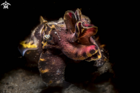 A Flamboyant cuttlefish 
