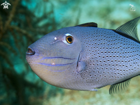 A Xanthichthys ringens | Sargassum triggerfish