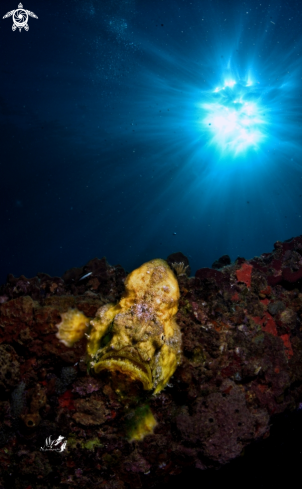 A Yellow Longlure frogfish 