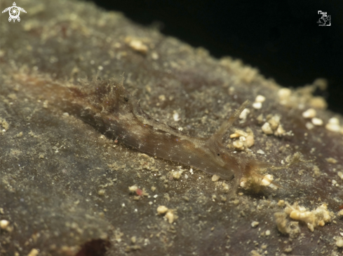 A Stylocheilus striatus | Striated Seahare
