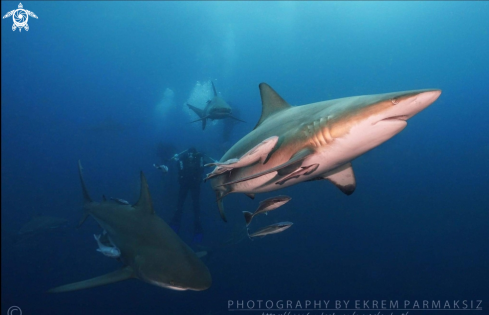 A Oceanic black tip