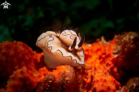 A Doriprismatica  atromarginata  | NUDIBRANCH